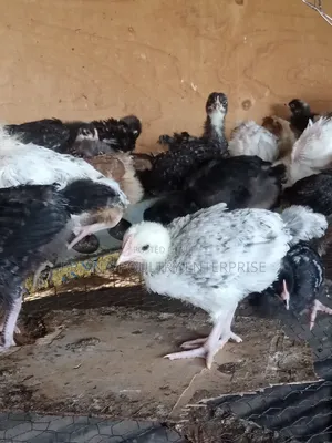 One Month Old Rainbow Rooster Chicks