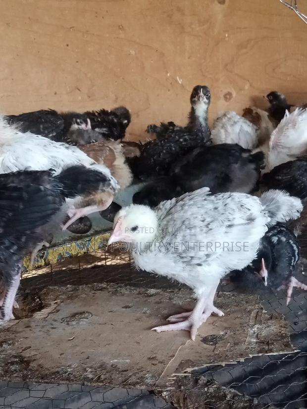 One Month Old Rainbow Rooster Chicks - thumbnail 4