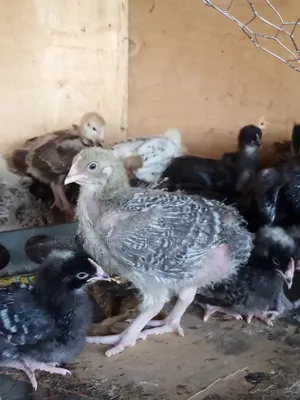 One Month Old Rainbow Rooster Chicks