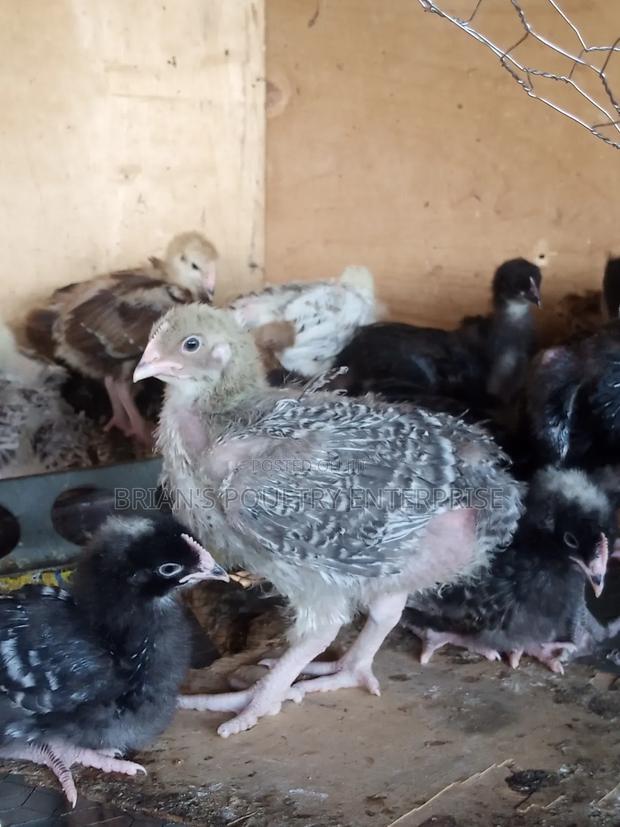 One Month Old Rainbow Rooster Chicks - thumbnail 5