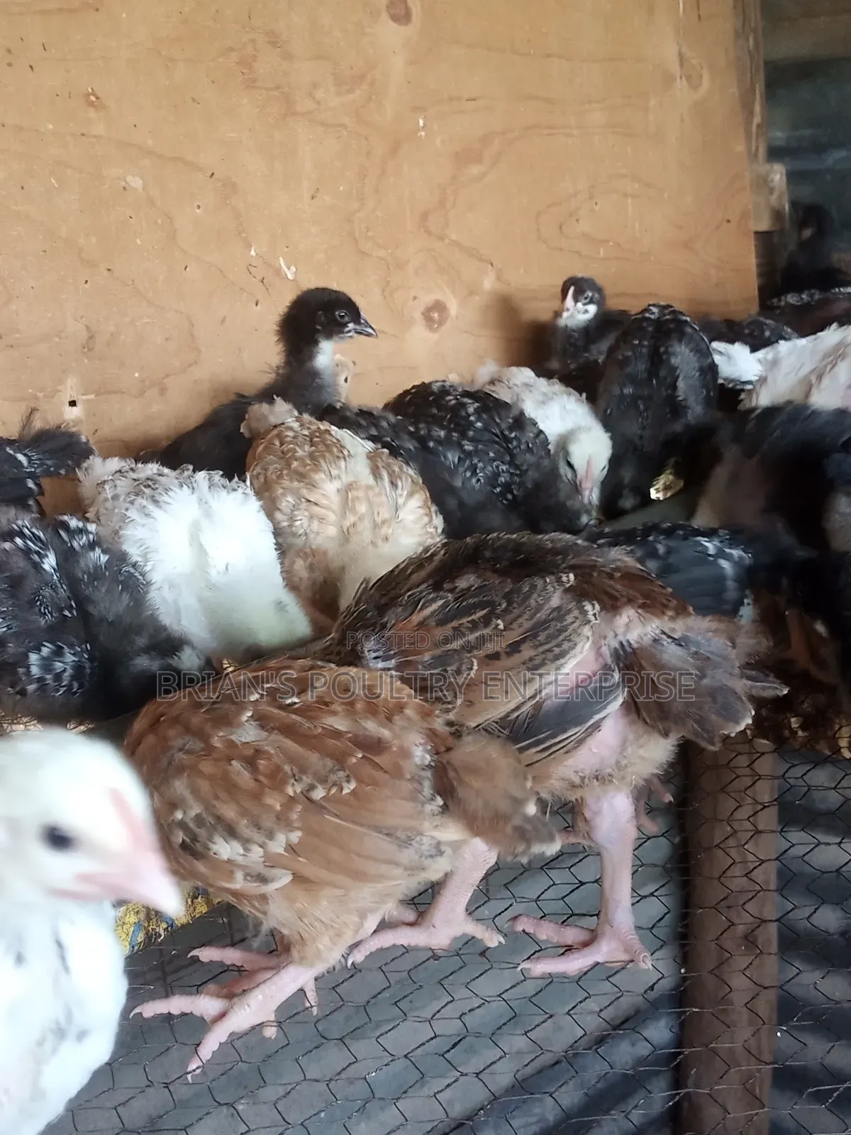 One Month Old Rainbow Rooster Chicks