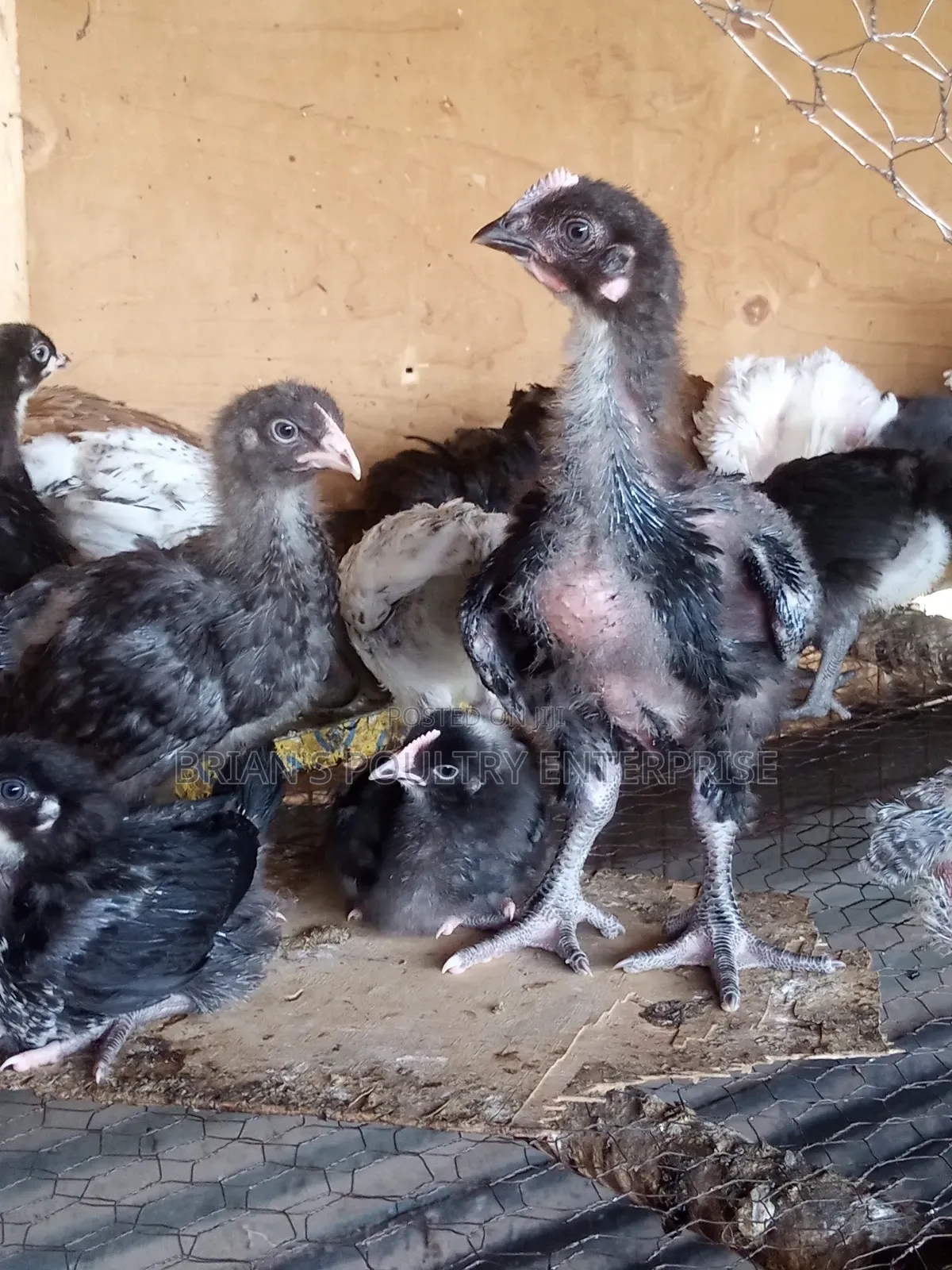 One Month Old Rainbow Rooster Chicks