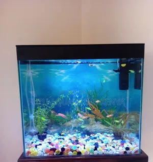 Colourful Aquarium With Fish and Full Deco