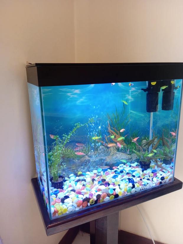 Aquarium With Colourful Fish and Pebbles - main view