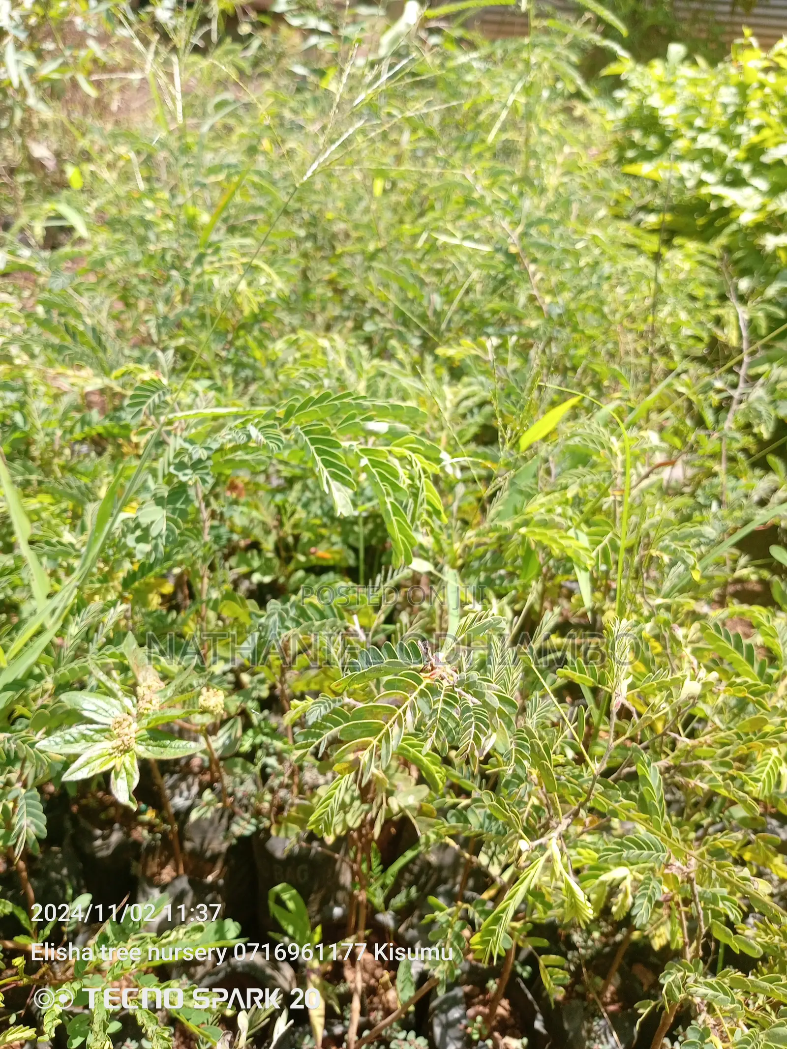 Grafted Mangoes