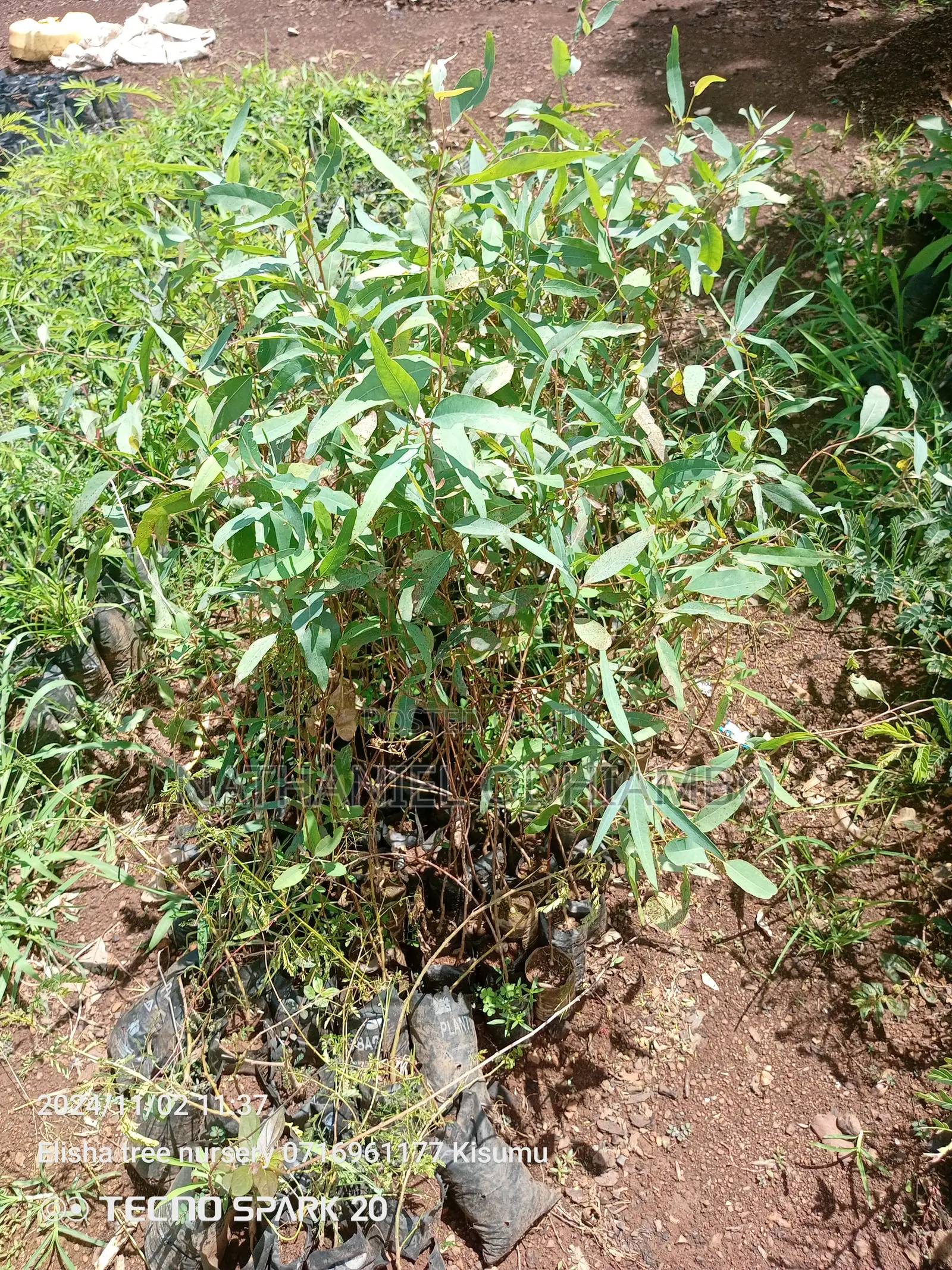 Grafted Mangoes