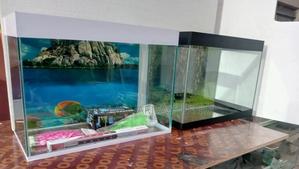 Desktop Aquarium Any Color Available - thumbnail 2