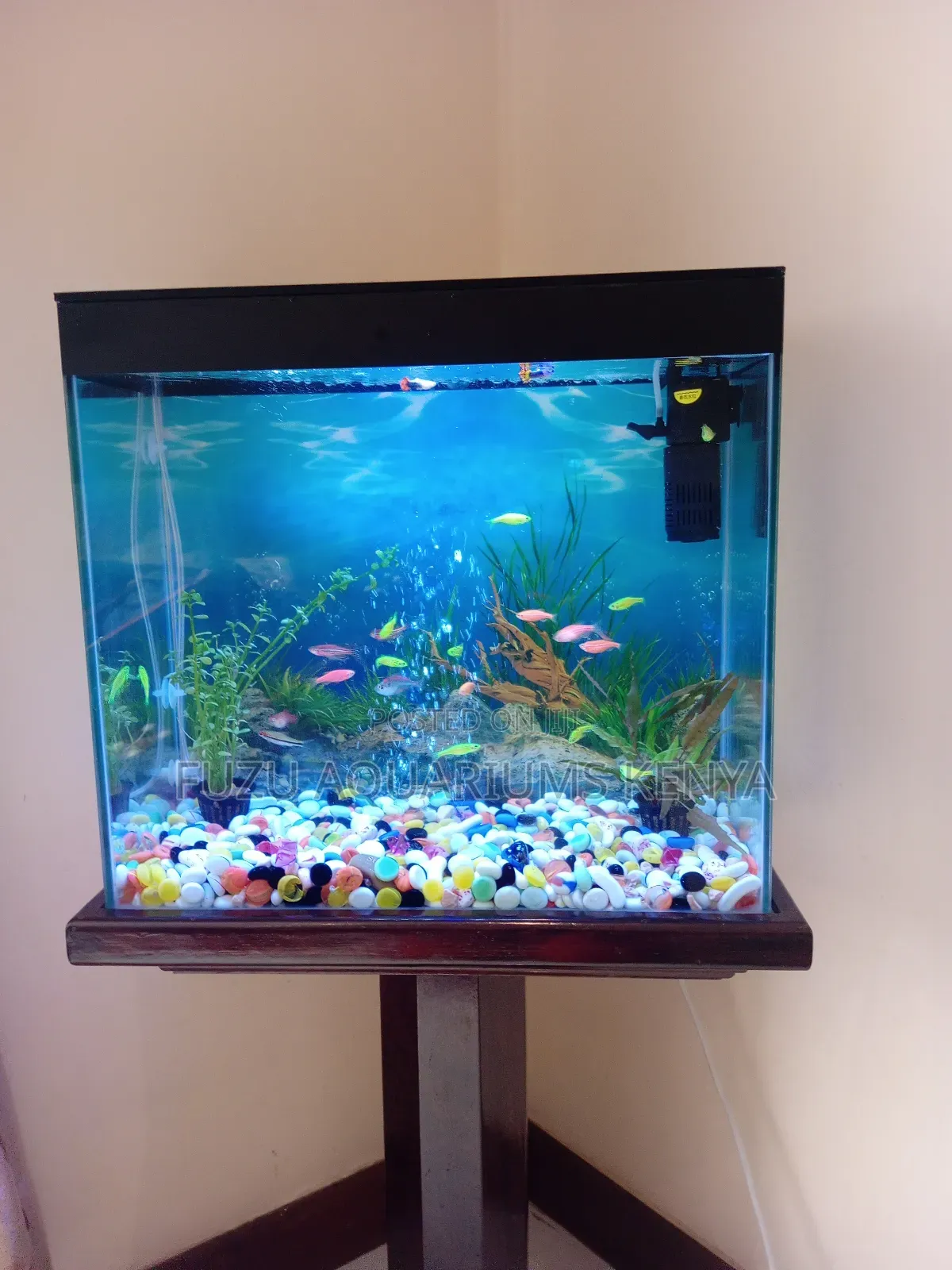 10 Fish With Complete Aquarium and Deco