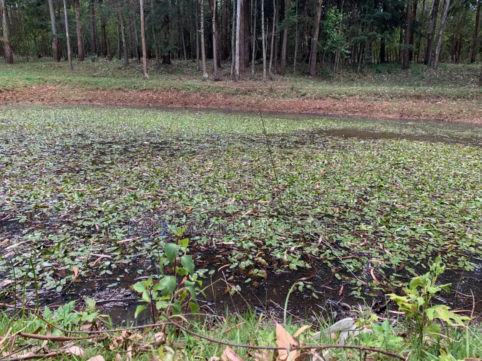 8.5 Acres in Nyandarua Matindiri Gwakiongo for Sale