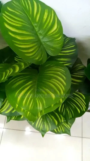 Beautiful Stripped Plant,Yellow Green 70cm