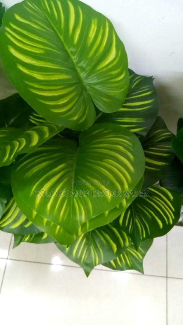 Beautiful Stripped Plant,Yellow Green 70cm