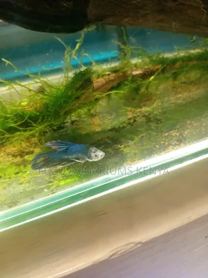 Blue Betta Fish