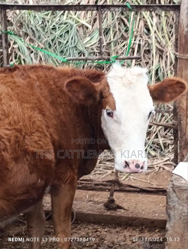 Fleckvieh Heifer for Sales - main view