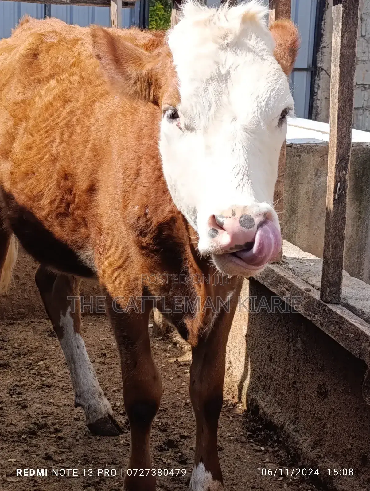 Fleckvieh Heifer for Sales