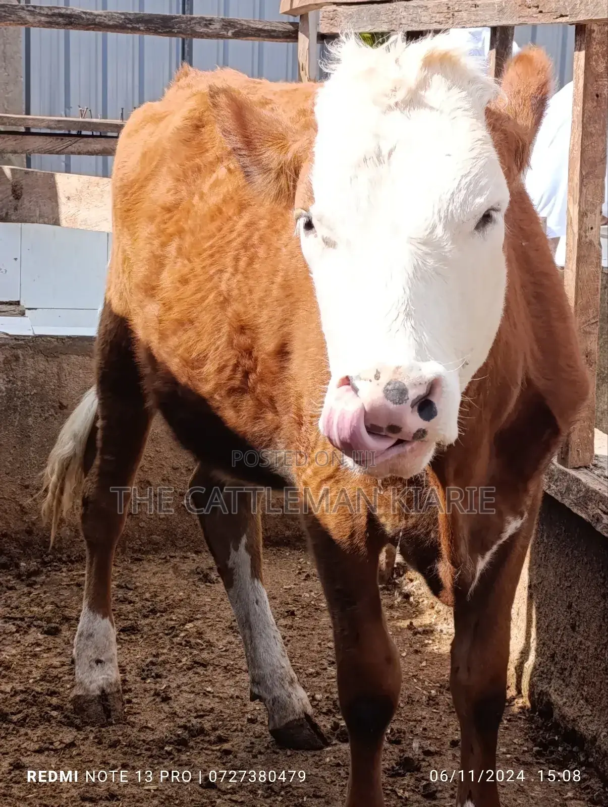 Fleckvieh Heifer for Sales