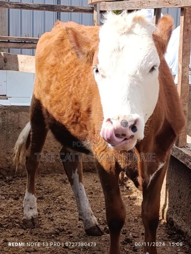 Fleckvieh Heifer for Sales - thumbnail 4