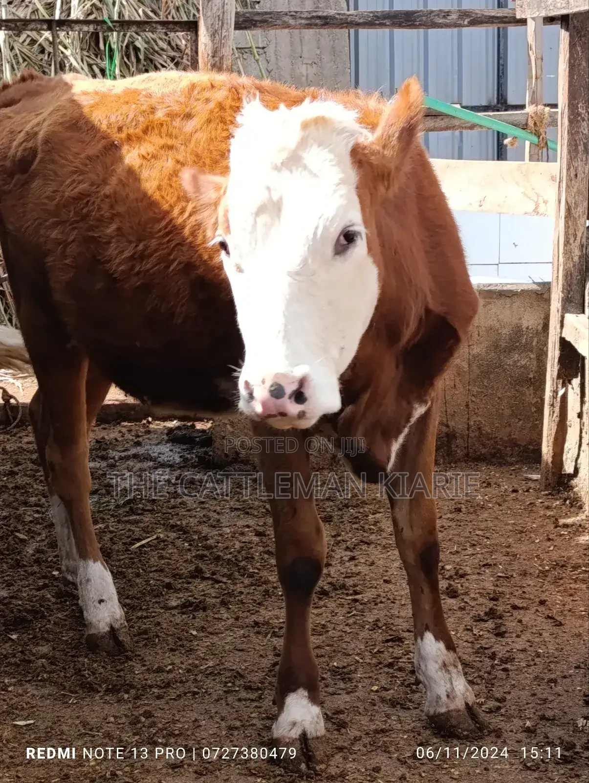 Fleckvieh Heifer for Sales