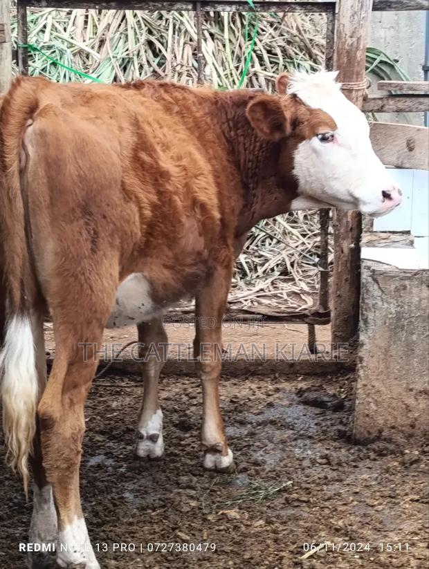 Fleckvieh Heifer for Sales - thumbnail 6