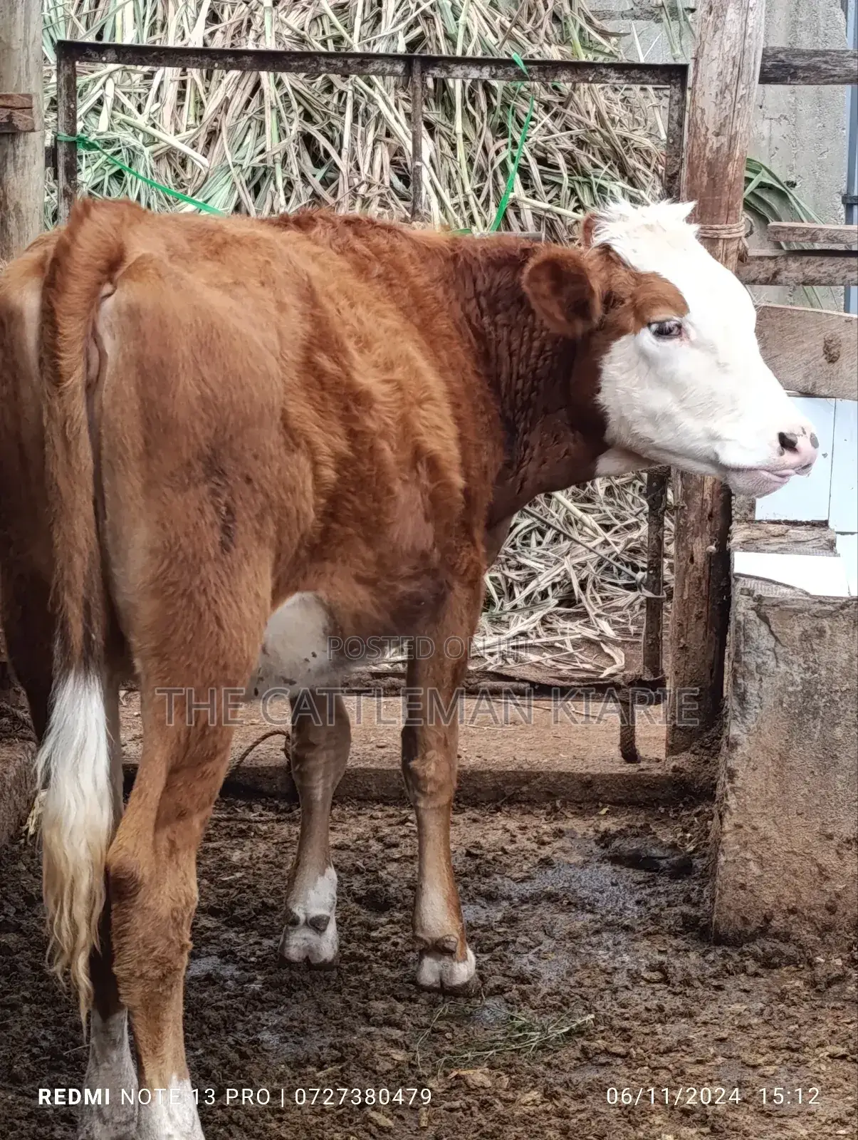 Fleckvieh Heifer for Sales