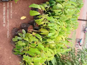 Grafted Mangoes