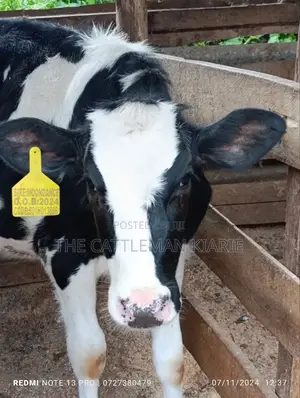 Friesian Calf