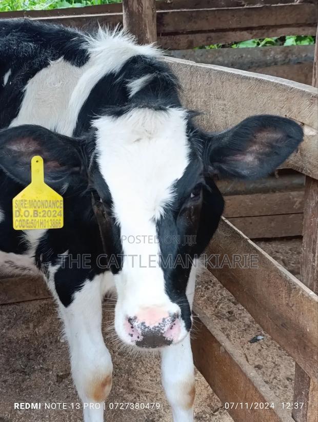 Friesian Calf - main view