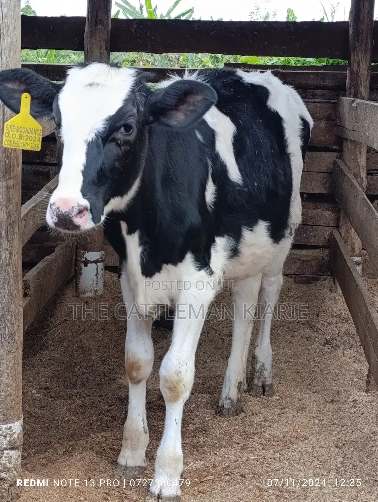 Friesian Calf