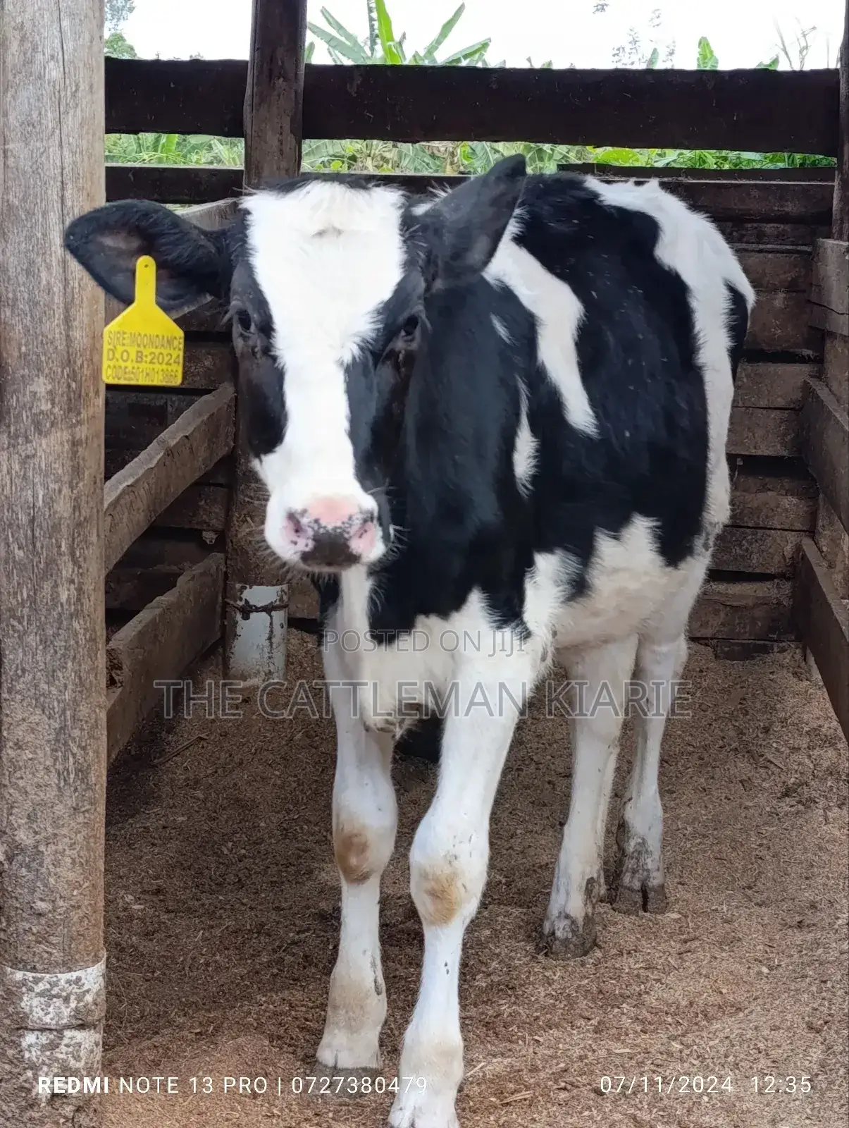 Friesian Calf