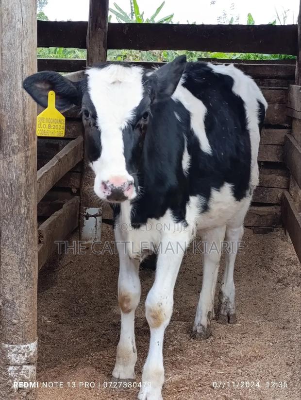 Friesian Calf - thumbnail 3