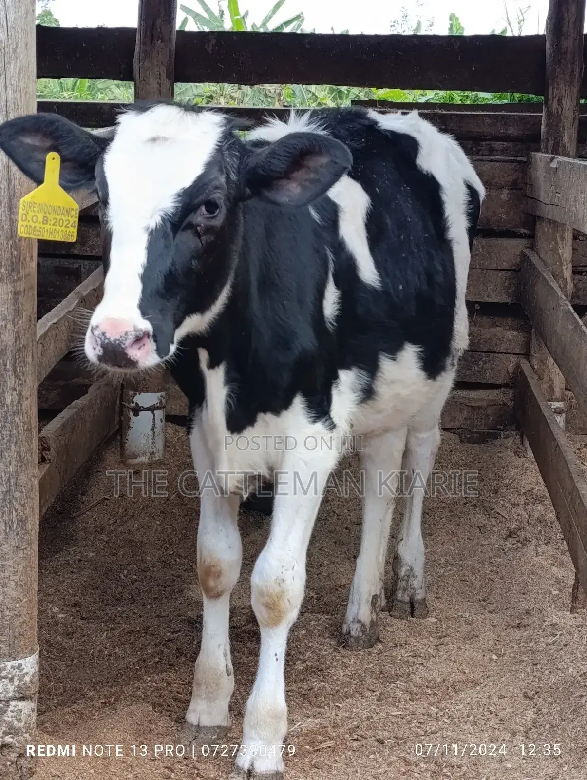 Friesian Calf