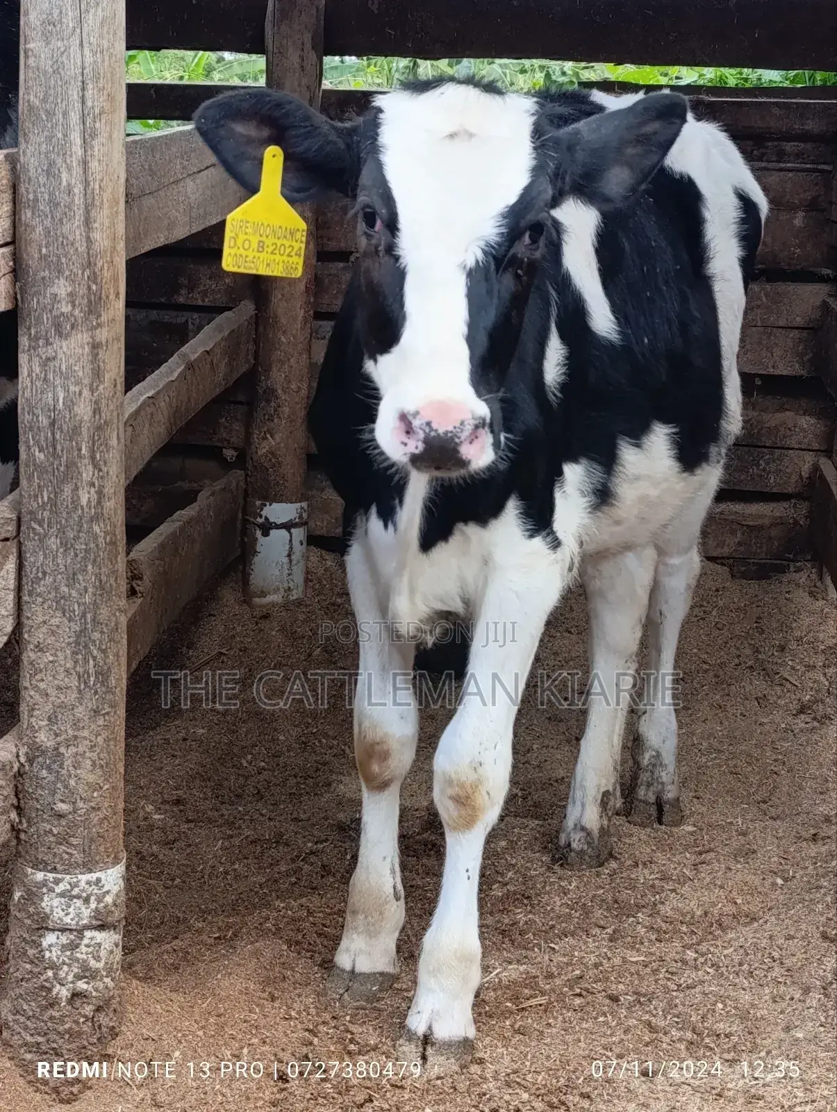 Friesian Calf
