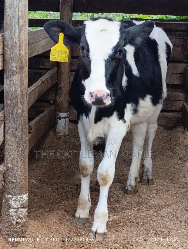 Friesian Calf - thumbnail 5