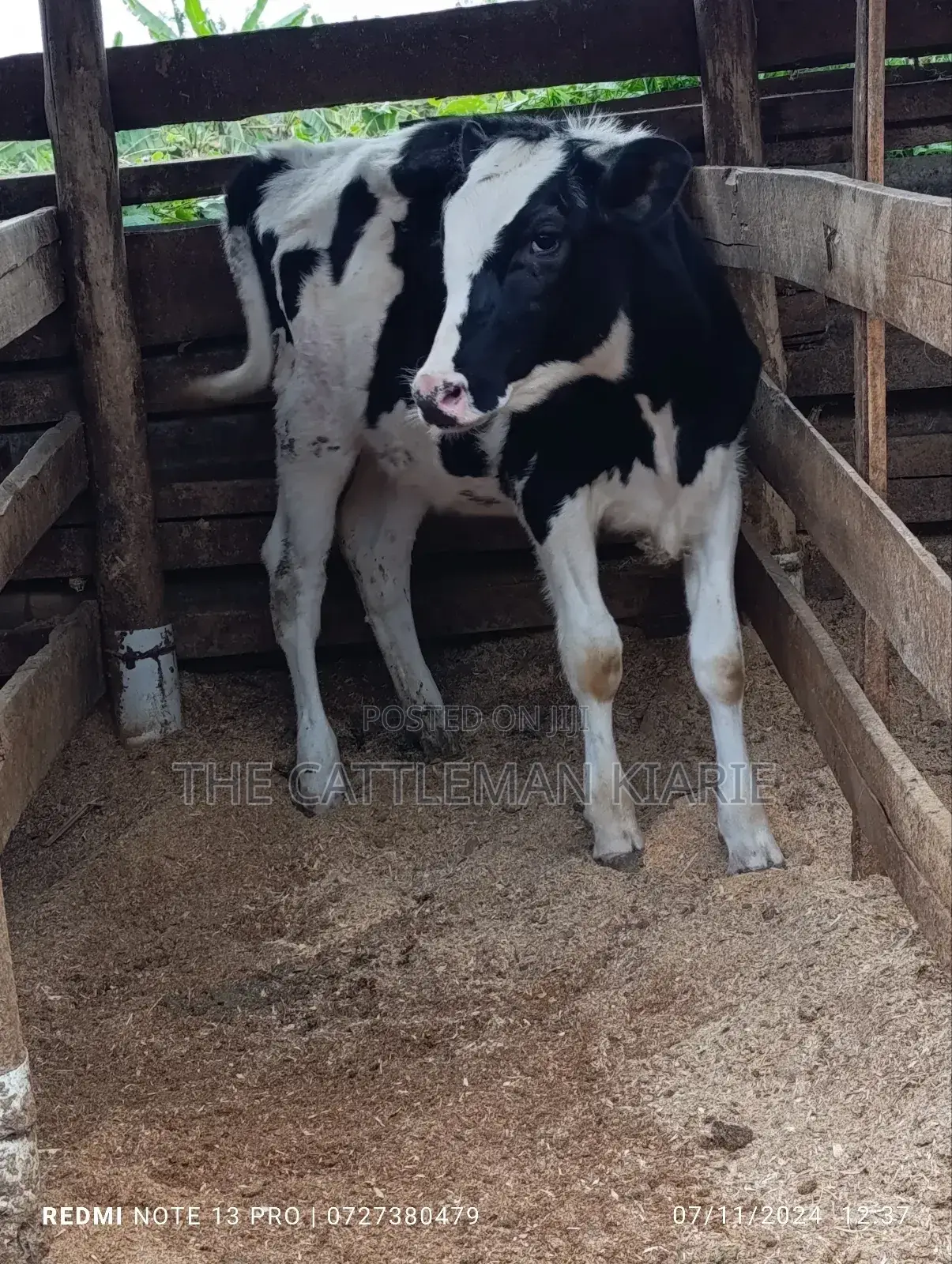 Friesian Calf