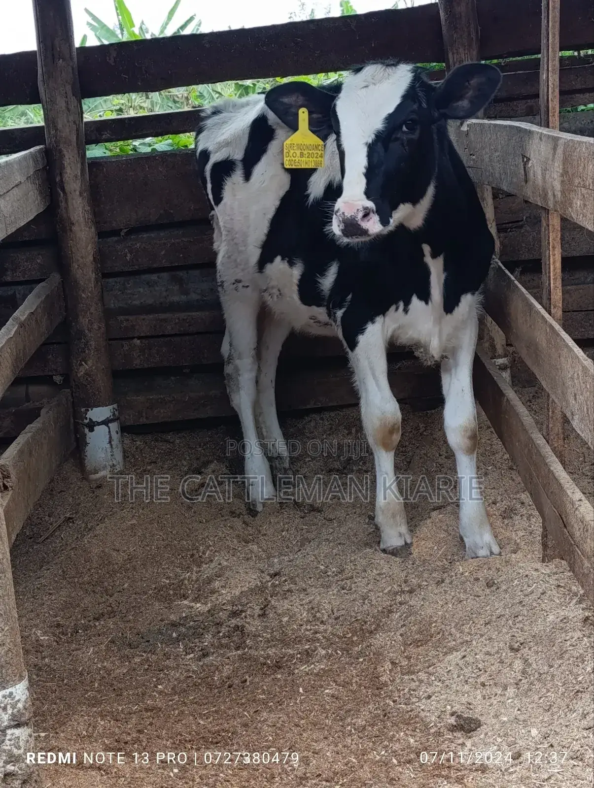 Friesian Calf