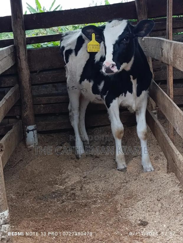Friesian Calf - thumbnail 7