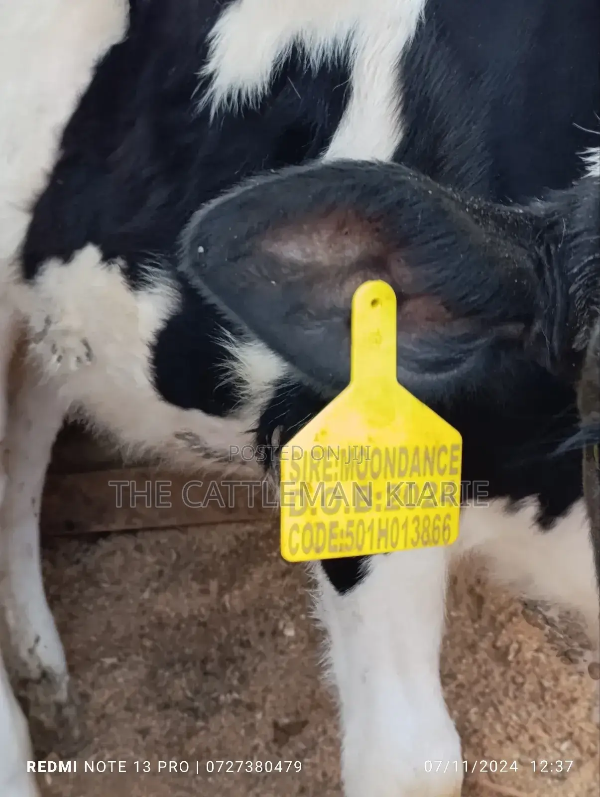 Friesian Calf