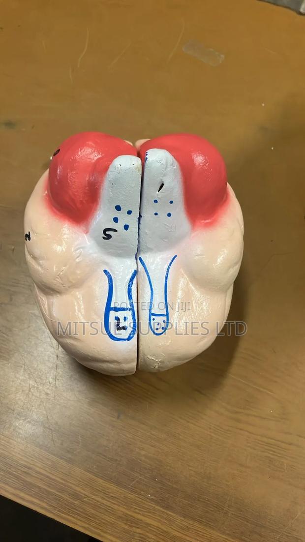 Human Brain Model - thumbnail 4