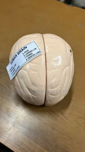 Human Brain Model