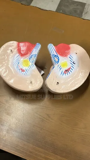 Human Brain Model