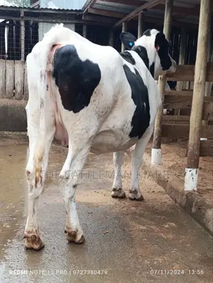 Holstein Incalf Heifer