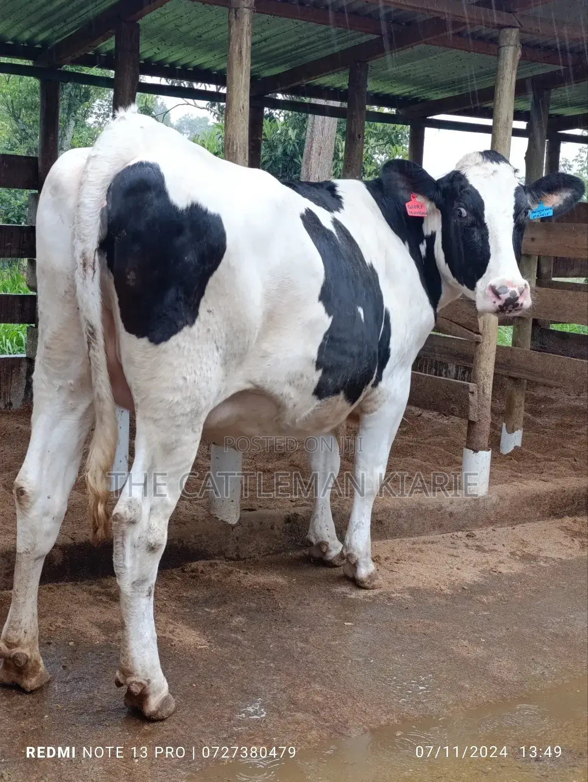 Holstein Incalf Heifer