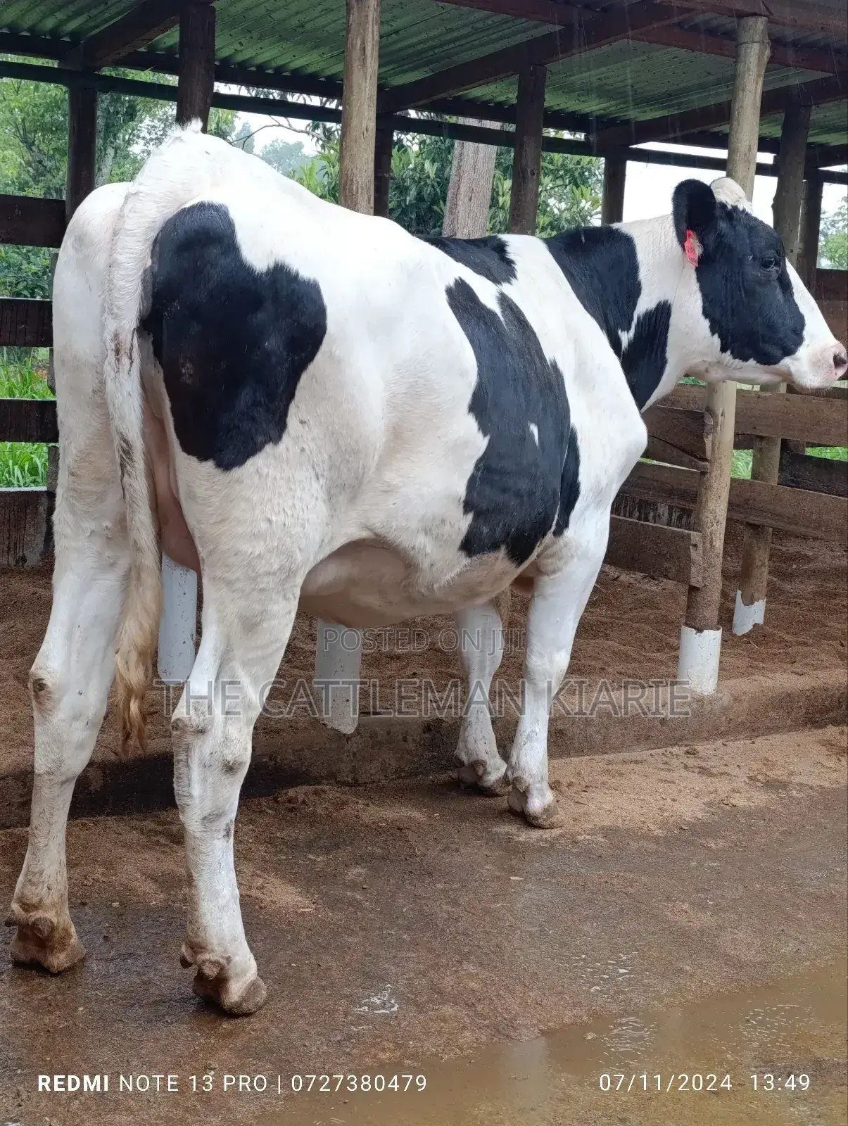 Holstein Incalf Heifer