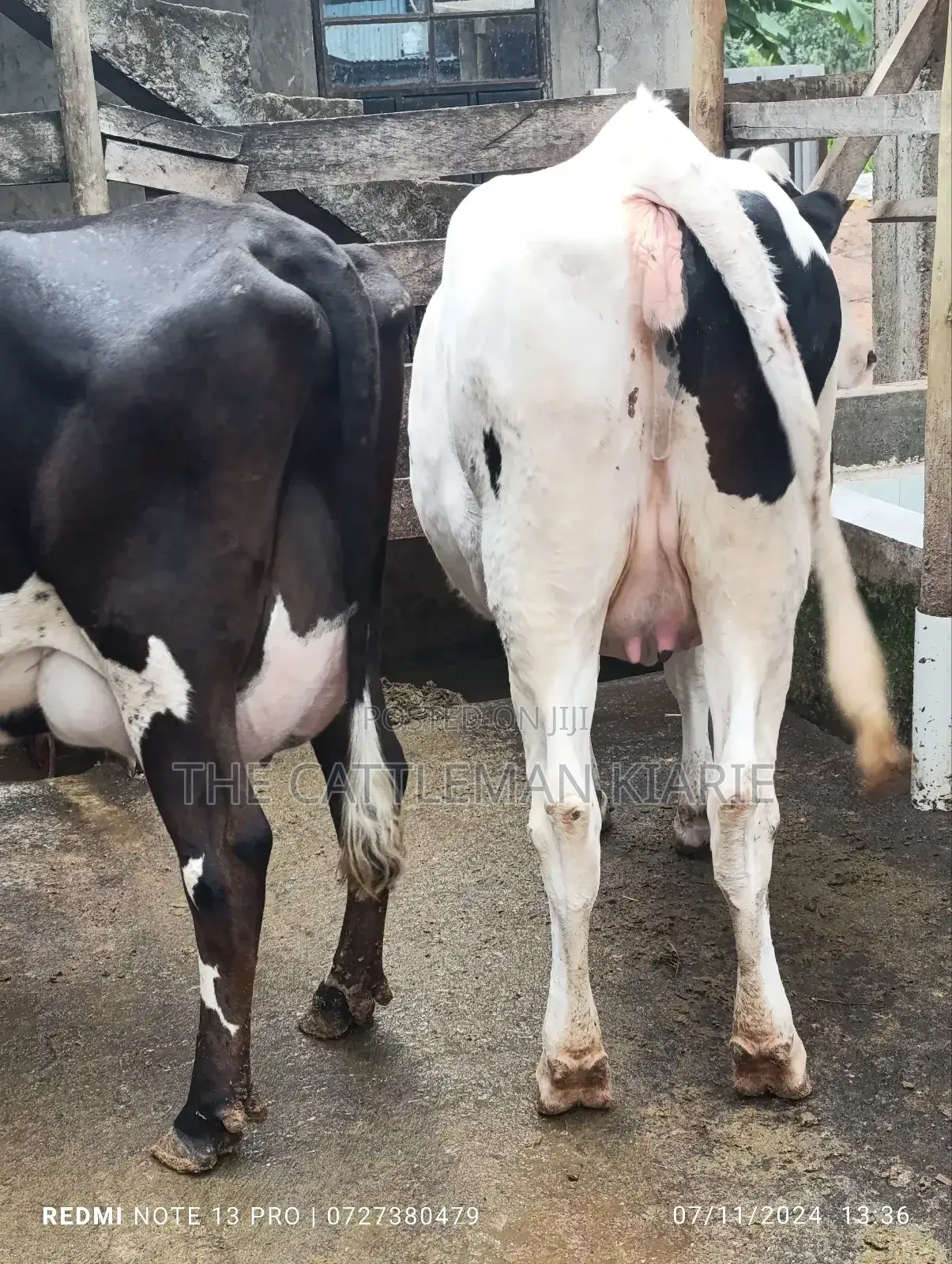 Holstein Incalf Heifer