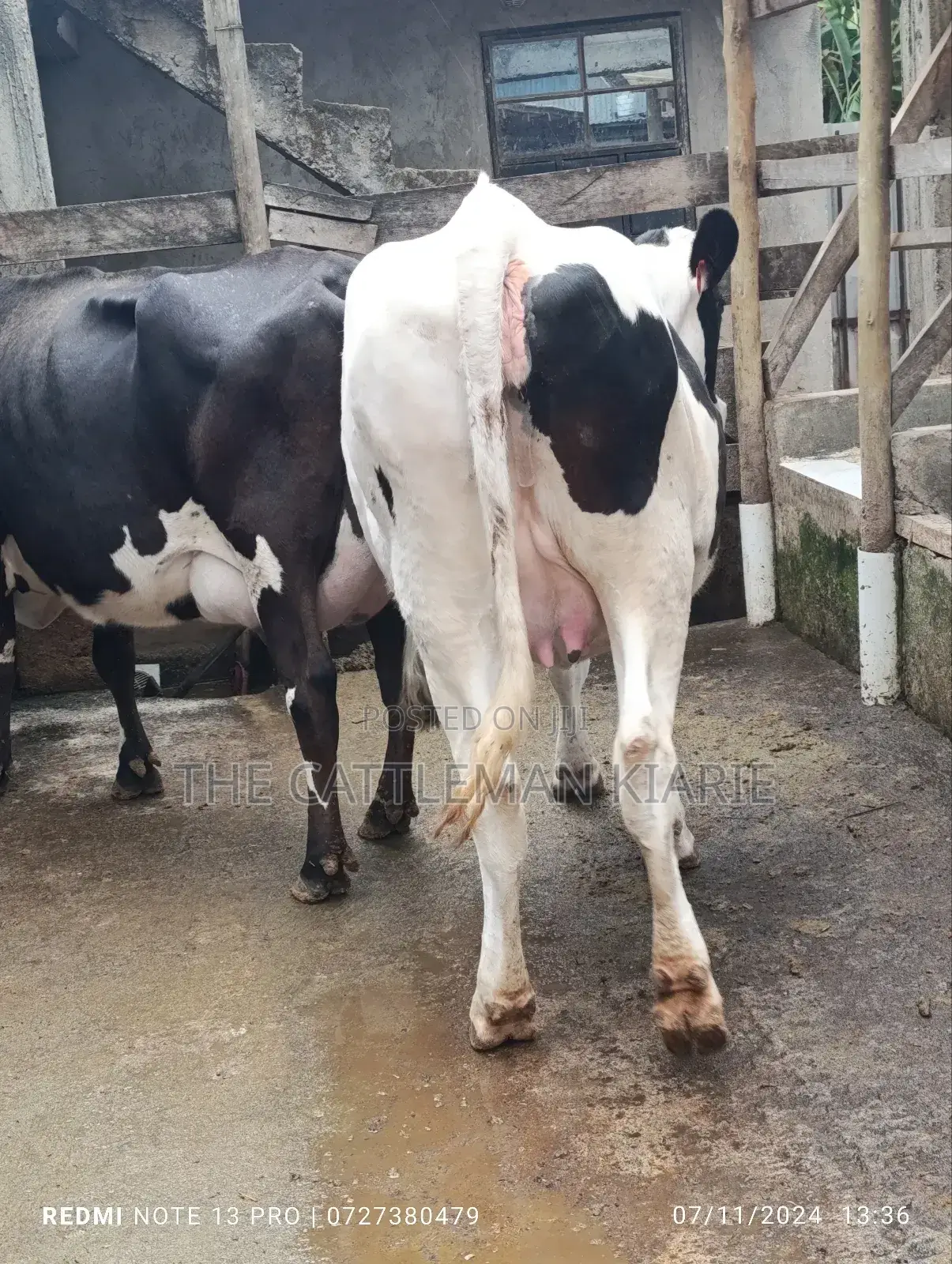 Holstein Incalf Heifer
