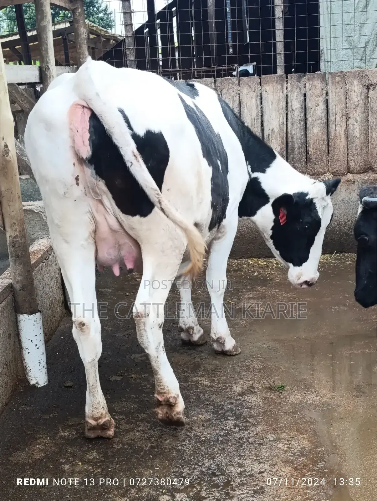 Holstein Incalf Heifer