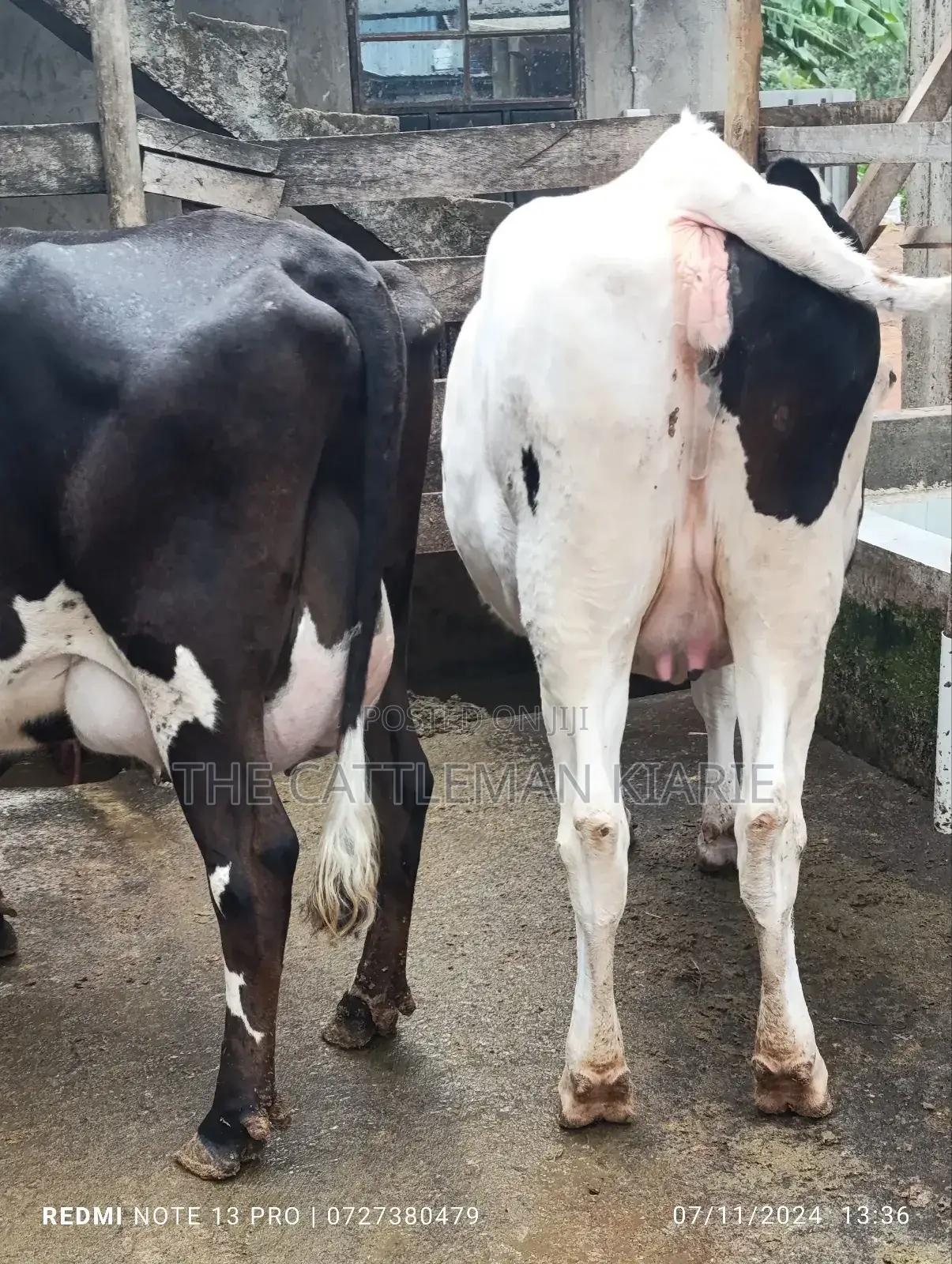 Holstein Incalf Heifer