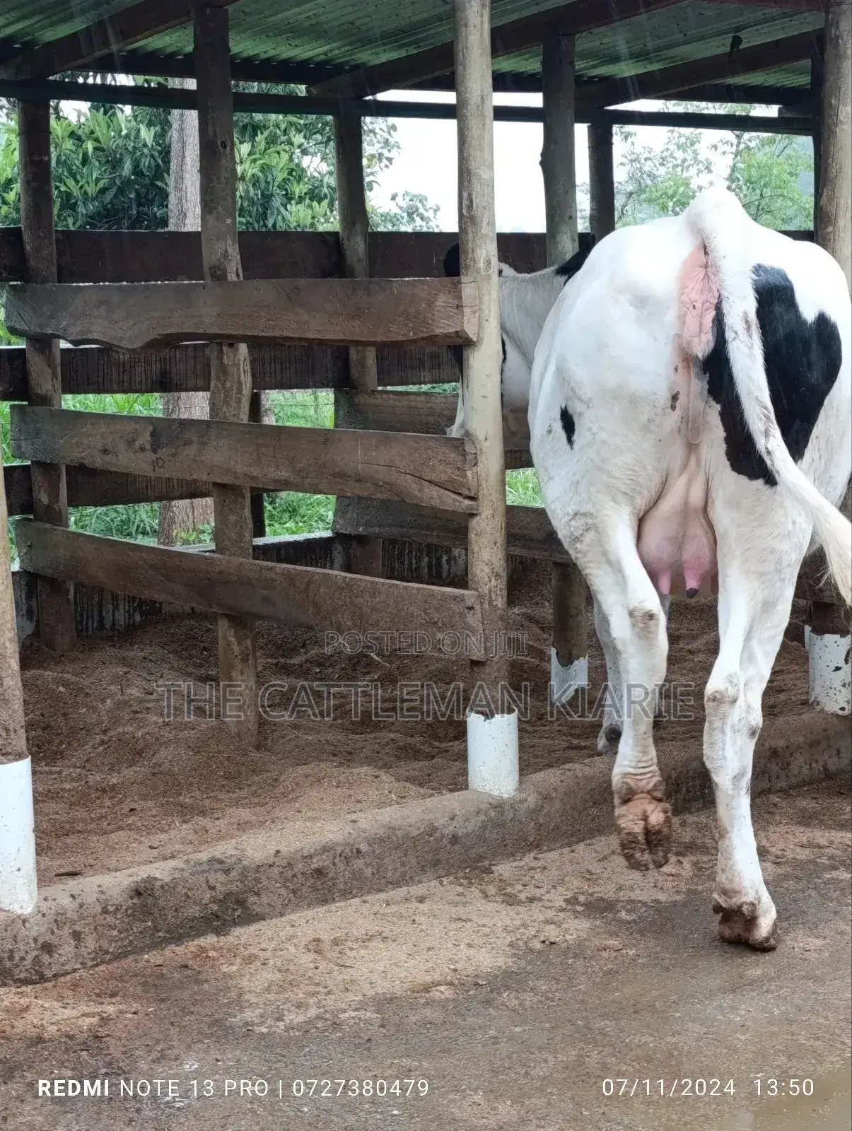 Holstein Incalf Heifer