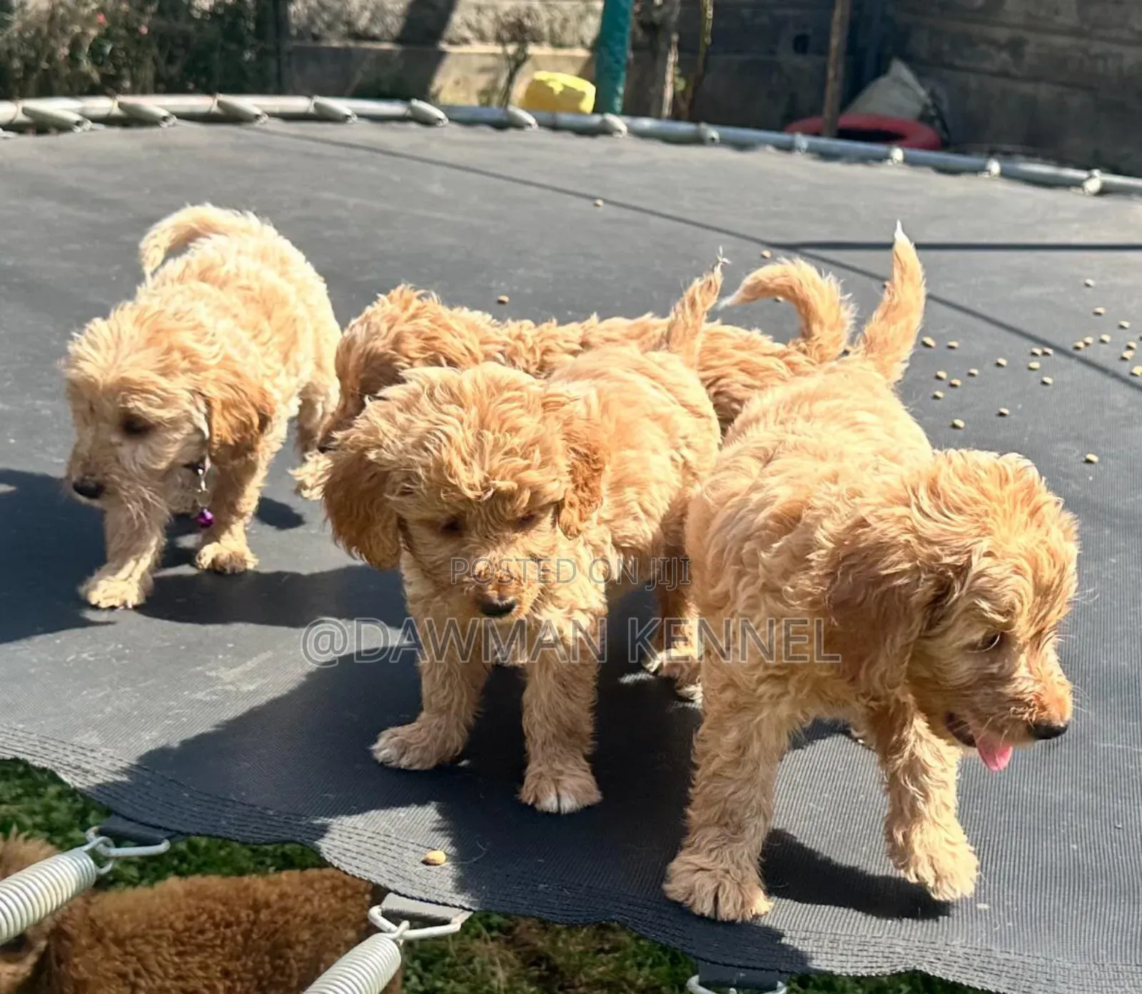 1-3 months Male Purebred Goldendoodle