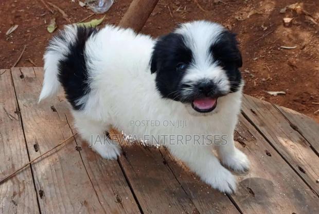 1-3 months Male Purebred Havanese - main view