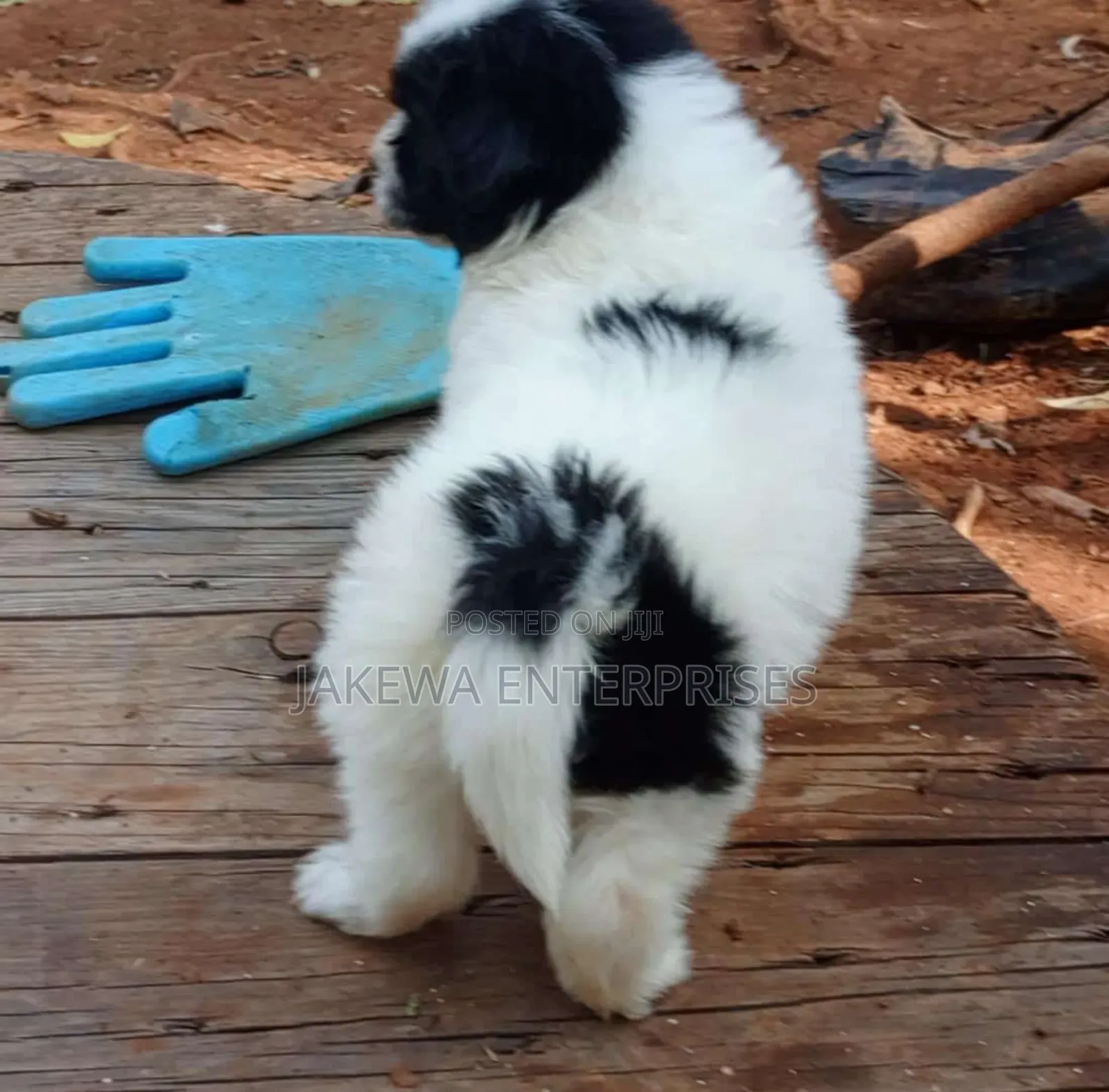 1-3 months Male Purebred Havanese